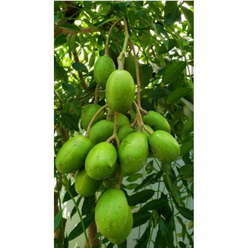 bibit kedondong mini tanpa biji siap berbunga