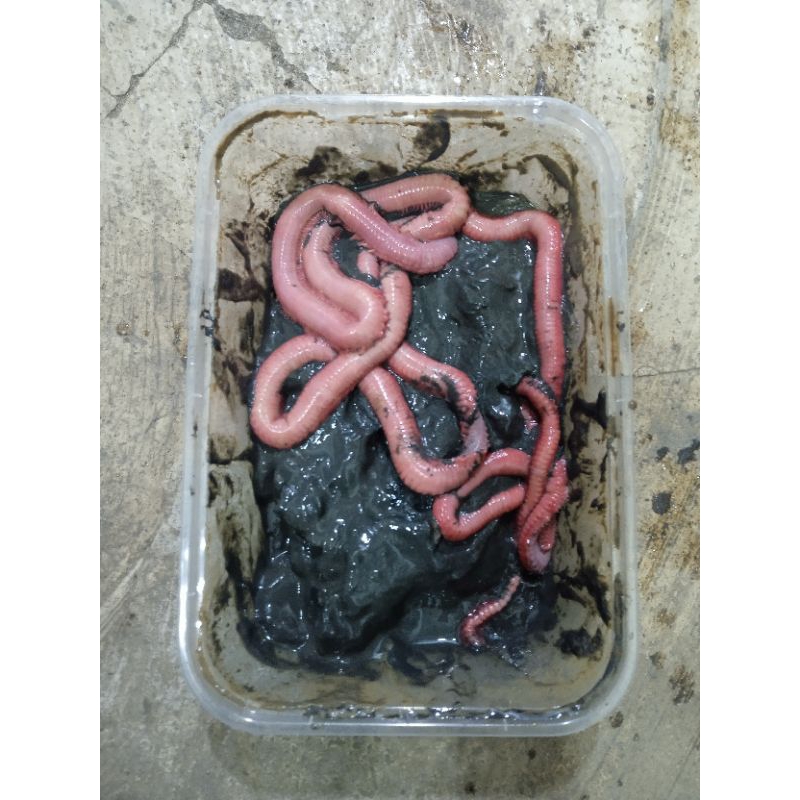 cacing Nipah grade A umpan galatama lele