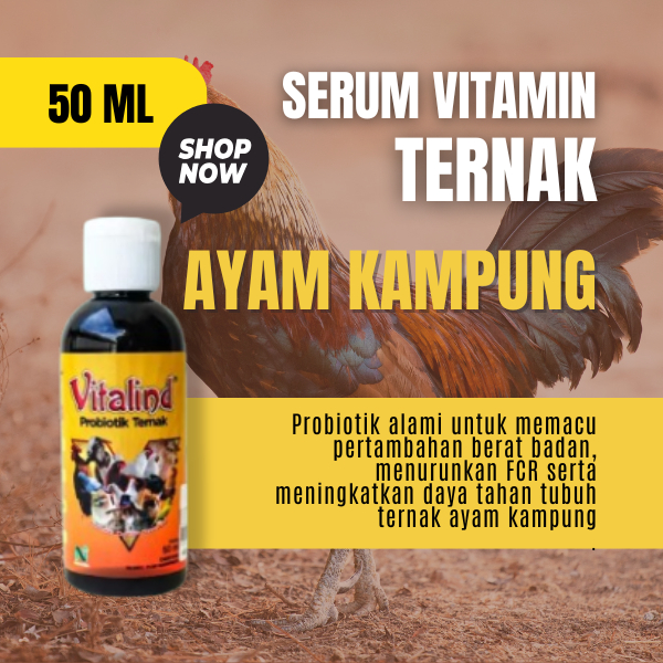 Vitamin peternak ayam kampung uritan ayam kampung  vitamin ayam kampung  vitamin ayam kampung coklat