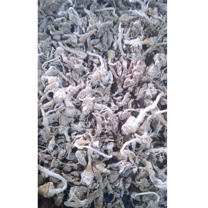 

KUNCI PEPET KERING Original - Varian isi 1.Kg ( Sudah di cuci bersih sebelum di keringkan )