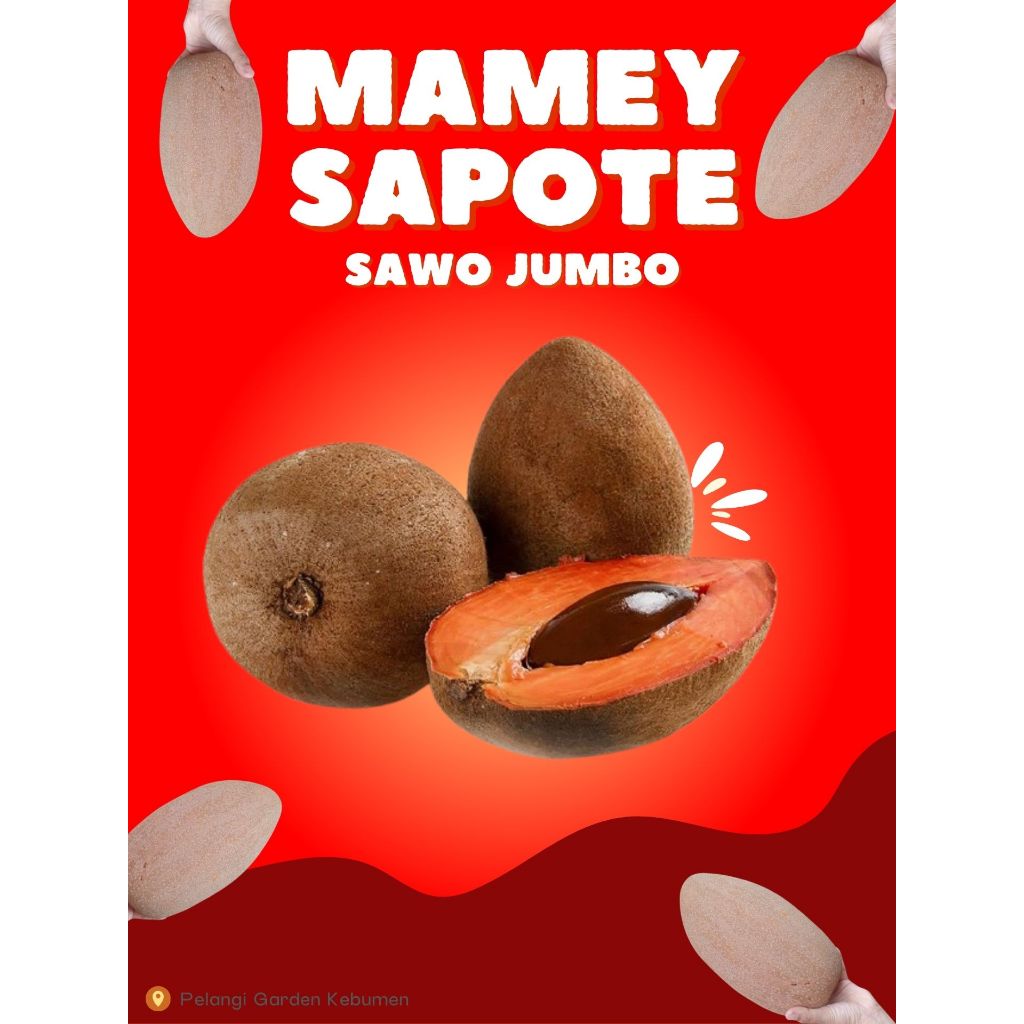 

SUPER PREMIUM !! Buah Unik Rasa Legit Sawo Jumbo Import