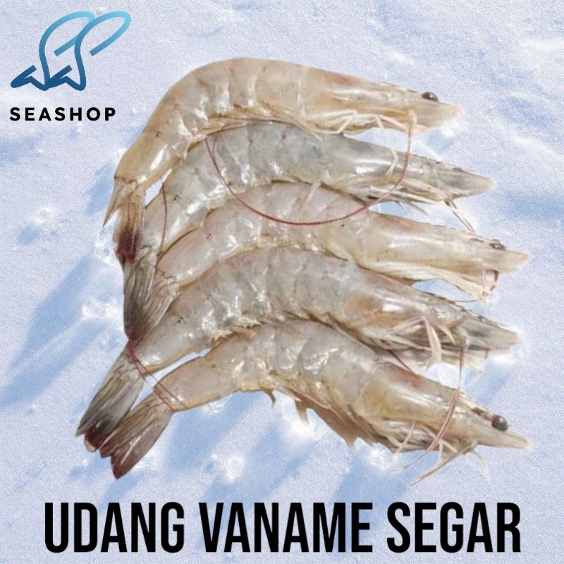 

Udang Vaname Segar - Fresh Shrimp Seafood