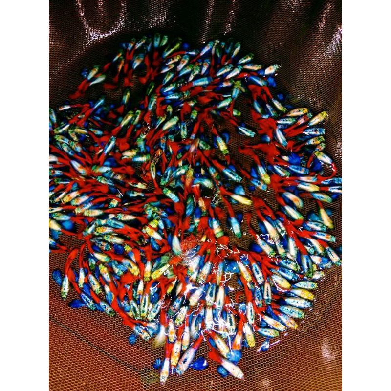 guppy PRTDE  sepasang siap breeding