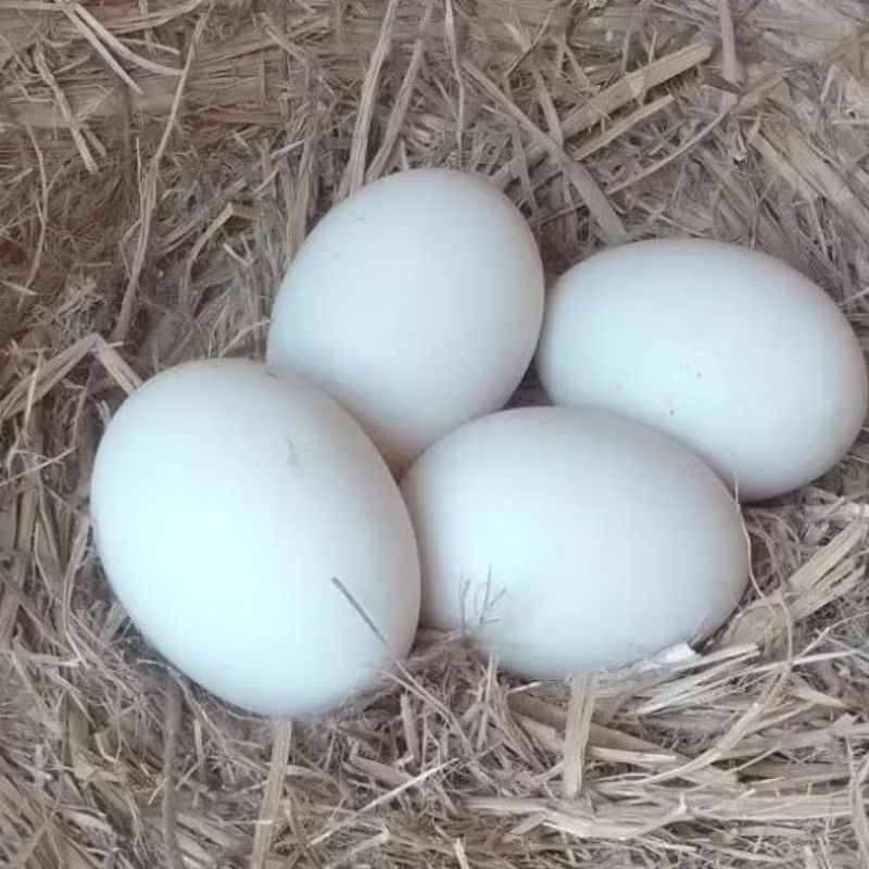 telur ayam shamo eropa ori