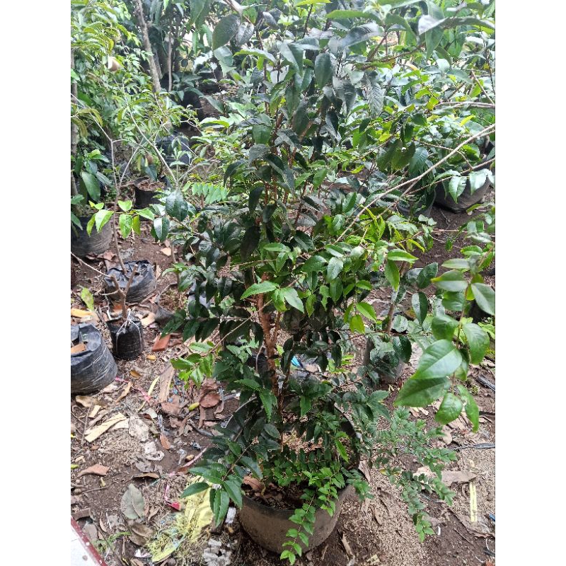 bibit anggur Brazil red escarlate siap berbuah - bibit tanaman buah anggur pohon red escarlate