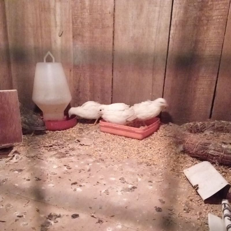 Puyuh Batu/ Puyuh Hias