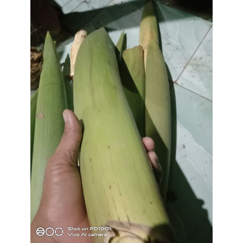 

Manggar utuh tua , special yg udah kuning satuan bonjor