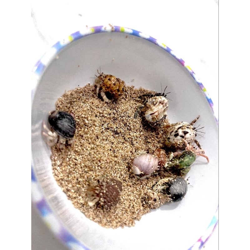 kelomang /  mainan anak kecil ukuran S/ Xs cangkang natural pongpongan / kepongpong / yuyu rumpung/ 