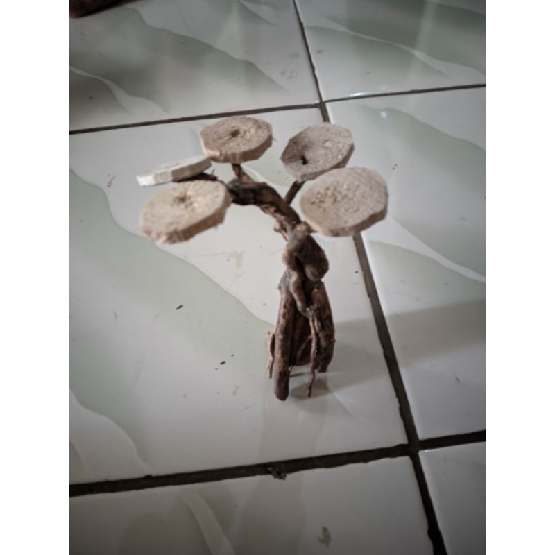 bonsai mini aquascape bahan bonsai