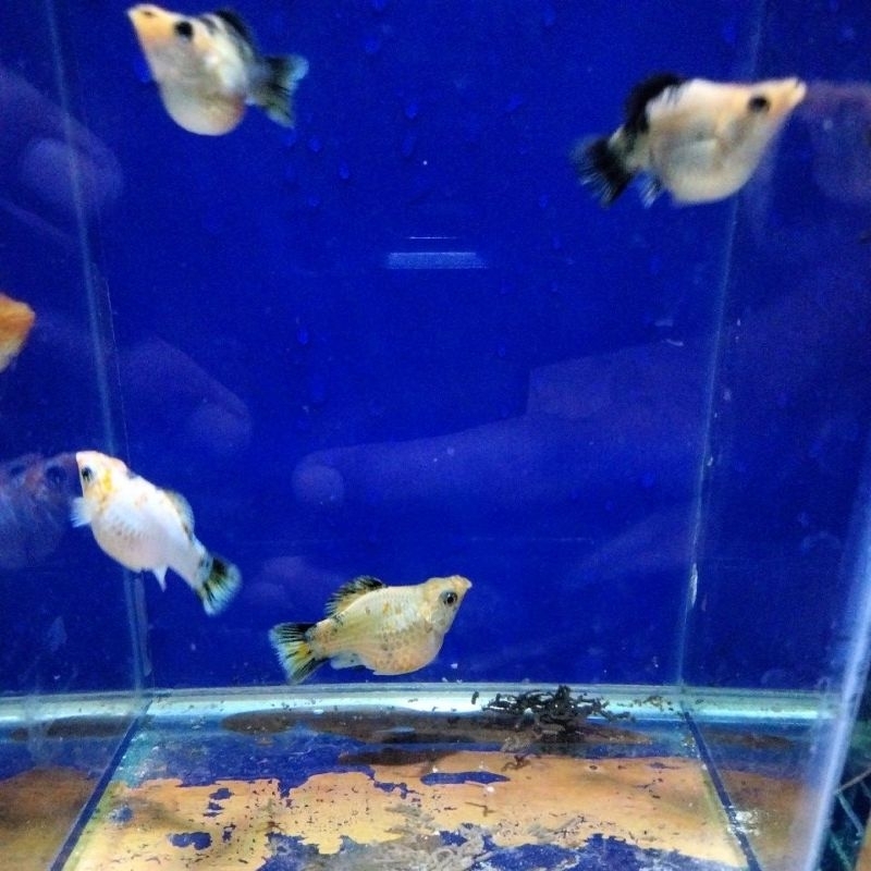 molly pikachu(3ekor)