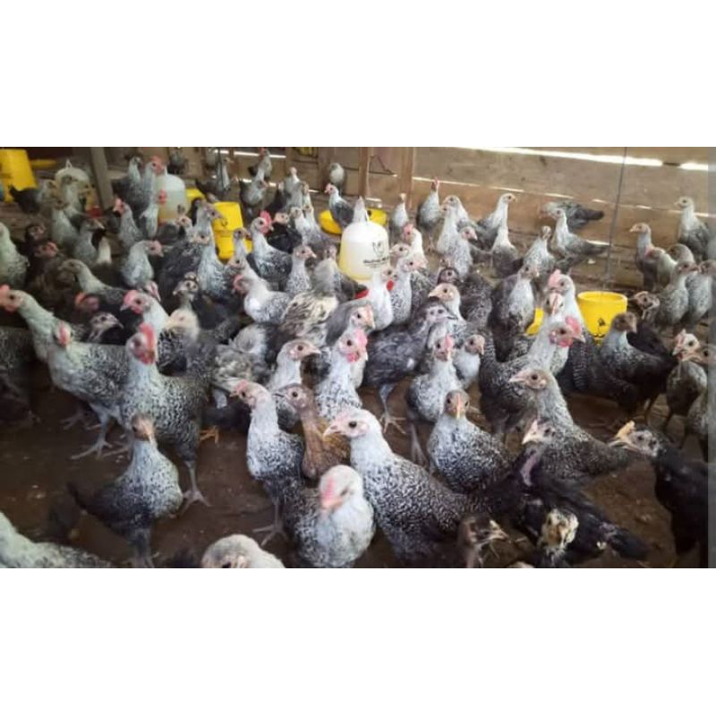 

Usia 23 Minggu ayam petelur Arab