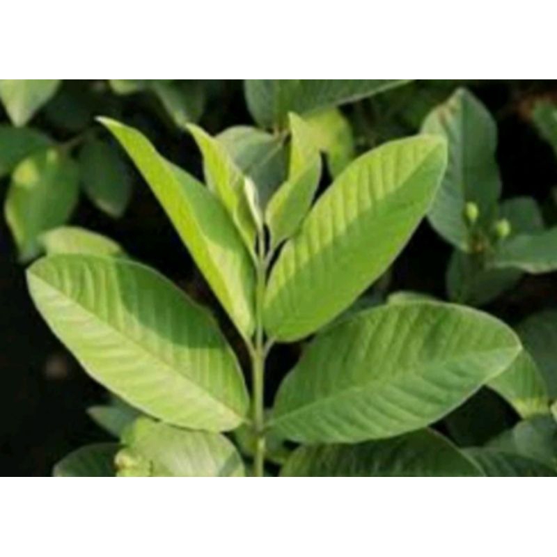 

daun jambu biji 50 lembar