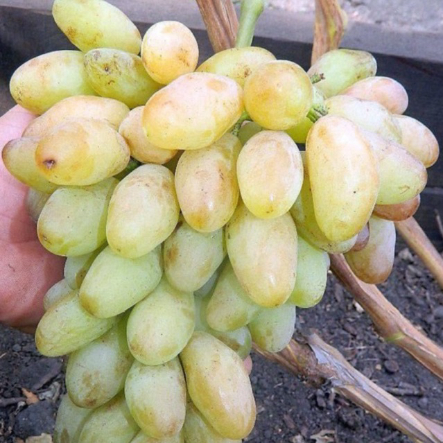 

bibit anggur jenis DIXON