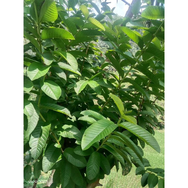 

daun jambu biji segar 500/gram