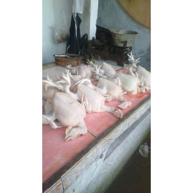 

daging ayam segar