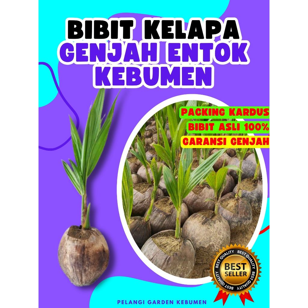 CEPAT BUAH..  Pohon Kelapa Hibrida Hijau Jumbo, Pohon Kelapa Hijau Asli, Pohon Kelapa Hijau Hibrida