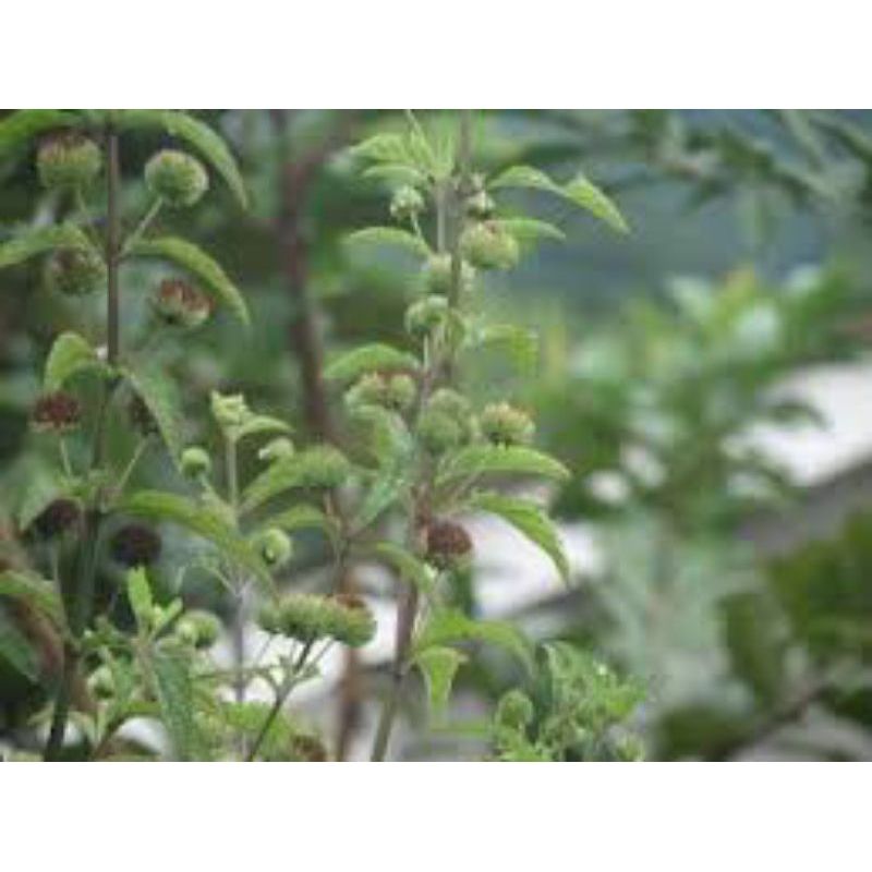 

rumput knop/kenop 100g segar/samsul.herbal