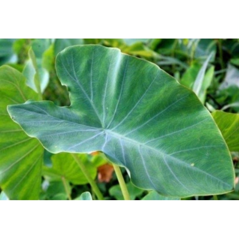 

Daun talas segar 1kg