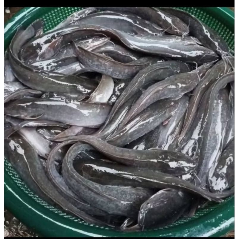 

Ikan lele segar / lauk lele / ikan segar / lele fress