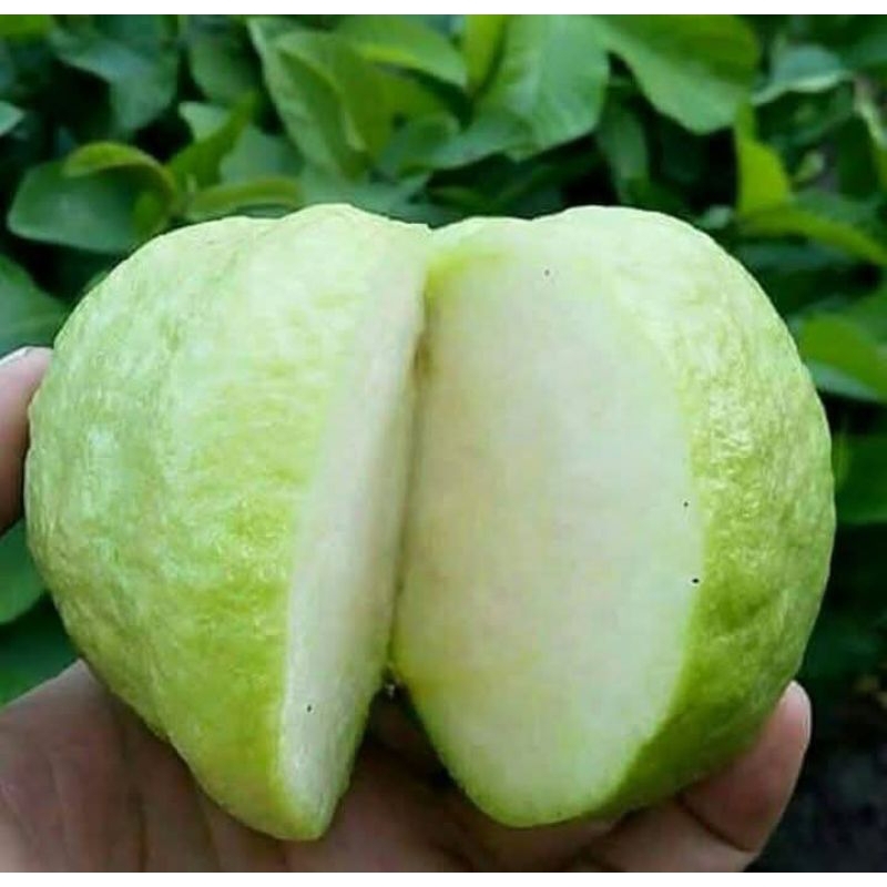 

jambu kristal paket 2kg