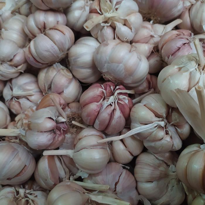 

500gr Bawang putih honan bersih