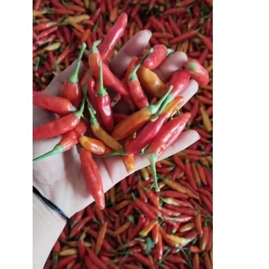 

cabe rawit merah 1 kg