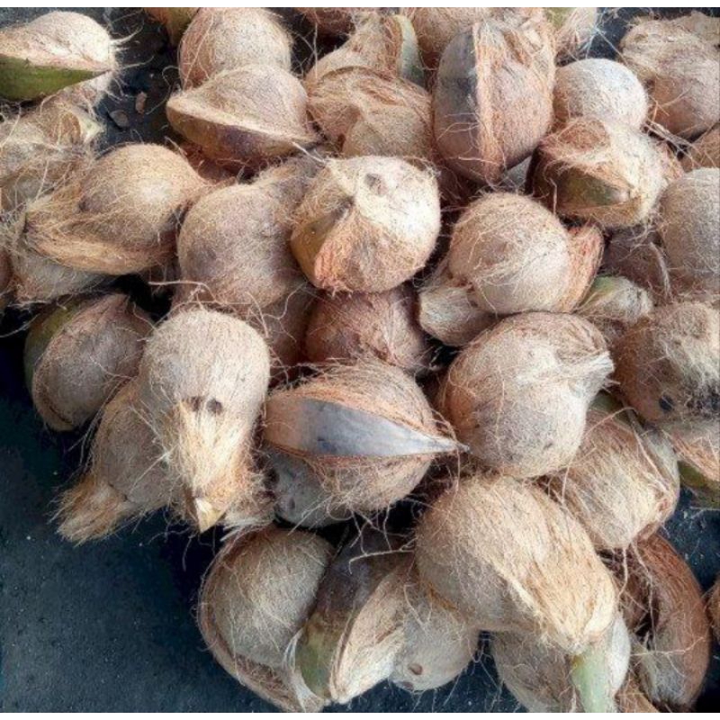 

1 buah kelapa utuh untuk santan dll