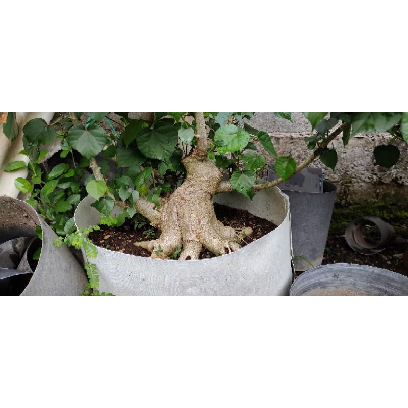 bonsai waru india