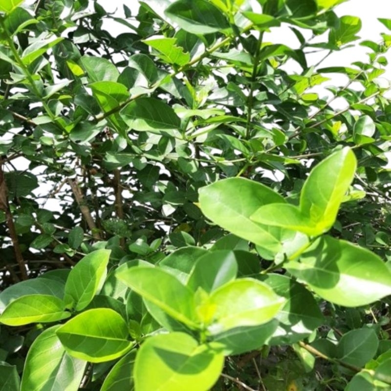 SANCANG bibit bonsai sancang fresh stek batang super sancang