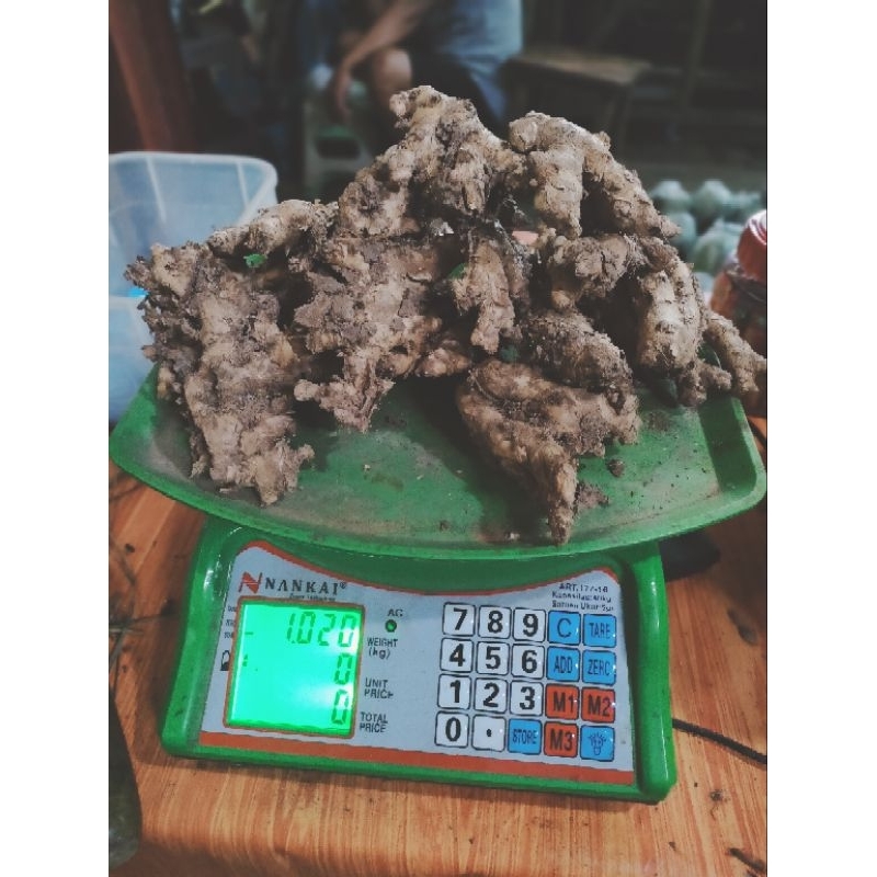 

Puyang segar.