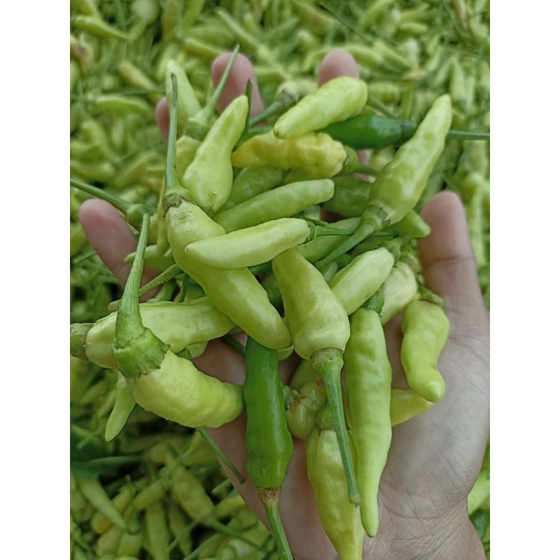 

Cabe Rawit Hijau Fresh Langsung dari Petani – 5 Kg