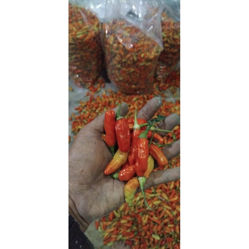 

cengek domba cabe rawit merah