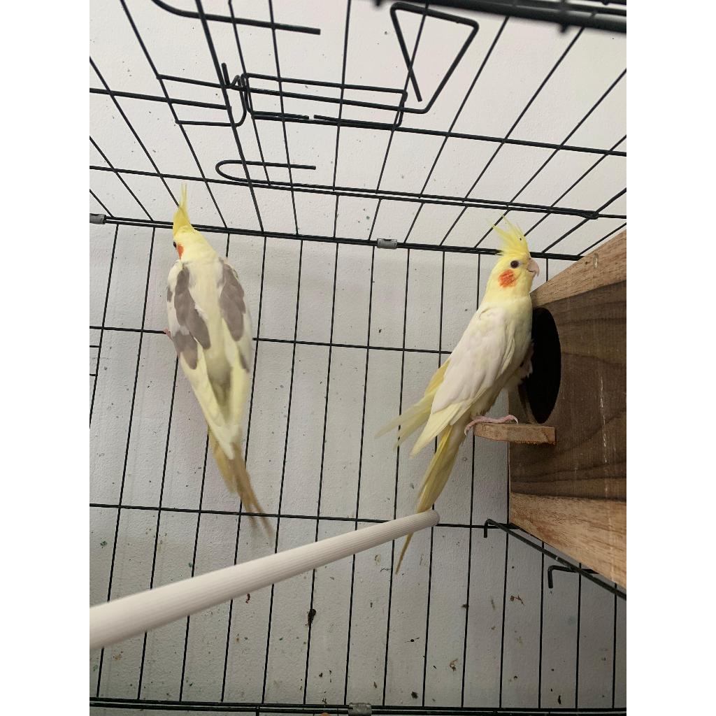Burung Falk/Cockatiel/Parkit Australia Burung Parrot Lutino Sepasang