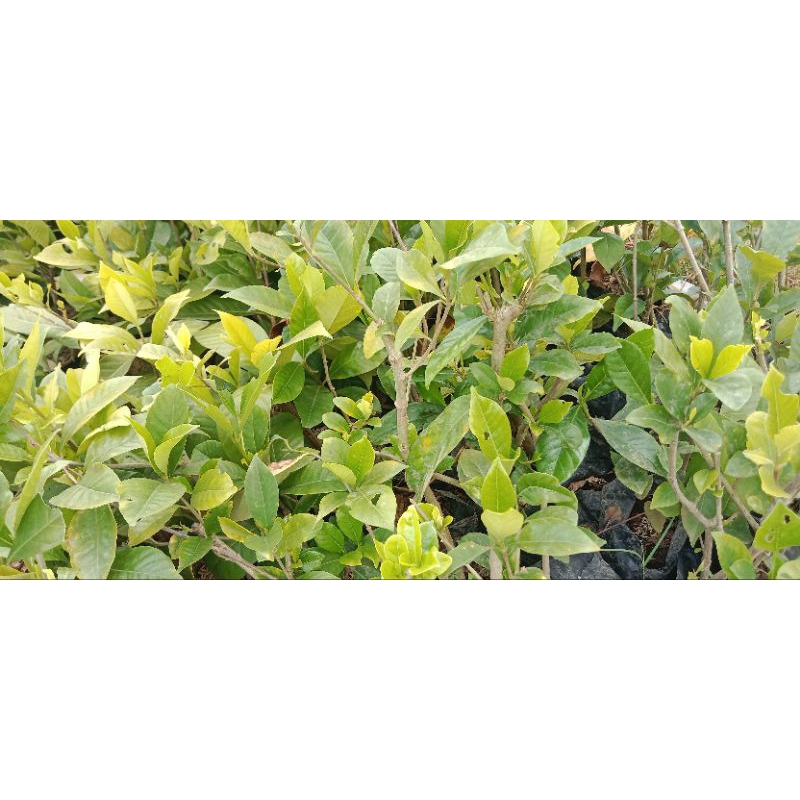 (Gardenia jasminoides) tanaman hias gardenia