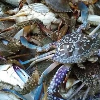 Kepiting rajungan segar 1kg