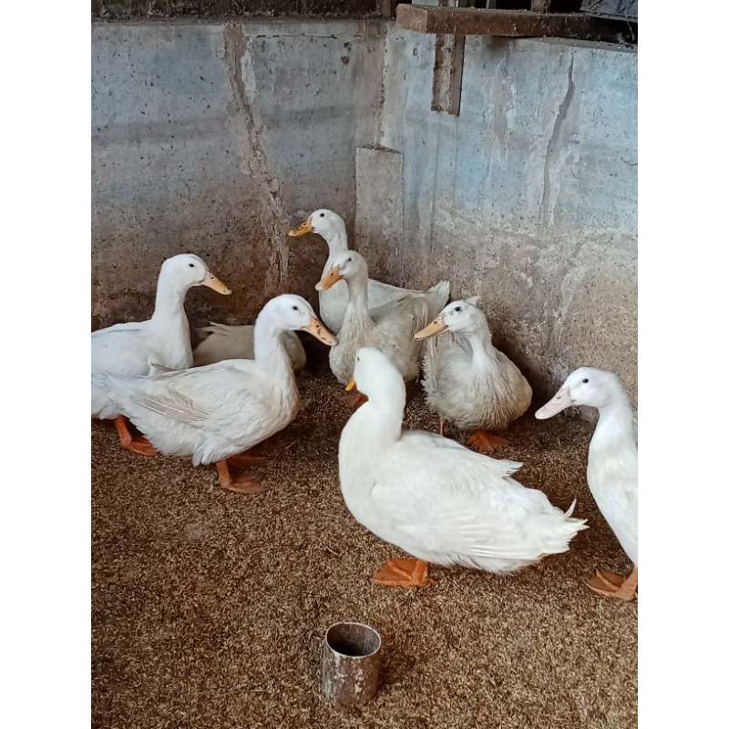 

Telur bebek Paking untuk ditetaskan paket 20