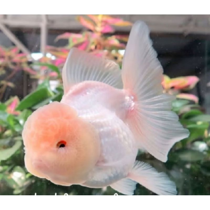

Promo koki wite isi 4 pcs gemoy