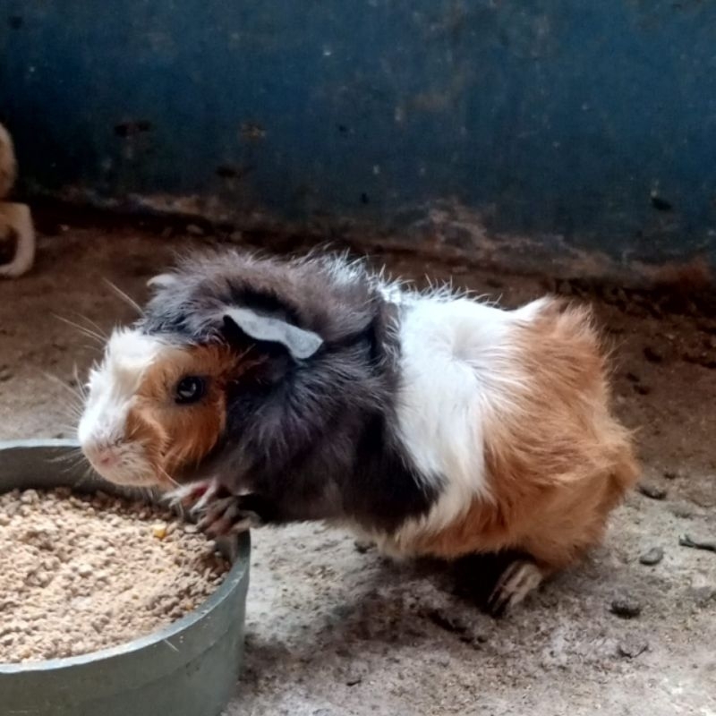 Guinea pig / Marmut Lokal jenis abyssinian