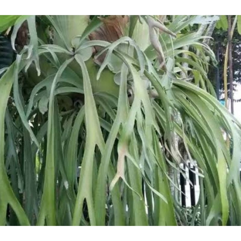 

Daun tanduk rusa segar 250 gram petik langsung