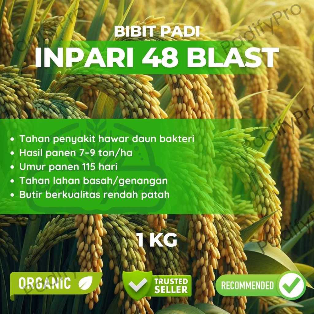 

Bibit Padi Inpari 48 Blast Unggul Tahan Penyakit Blas Produktivitas Tinggi Tekstur Pulen 1kg