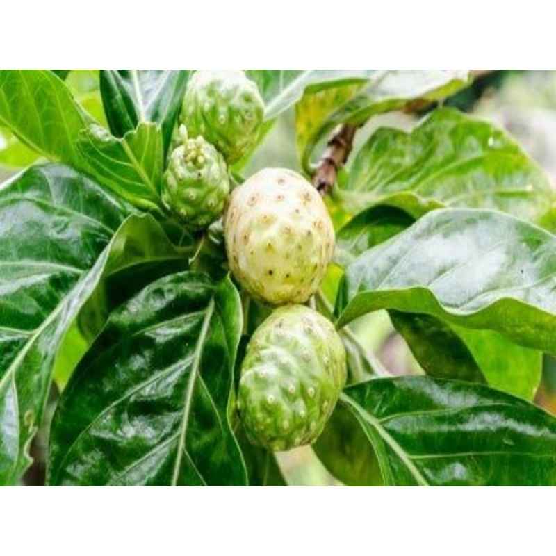 

buah mengkudu herbal segar 1 kg