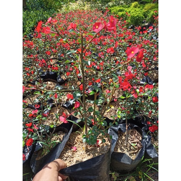 Tanaman Bunga Eforbia mini / Bunga eforbia mini murah / Tanaman eforbia mini