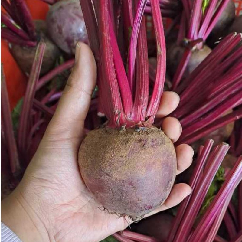 

Buah Bit / Beetroot Super Grade A Murah - Fresh Premium Kaya Manfaat