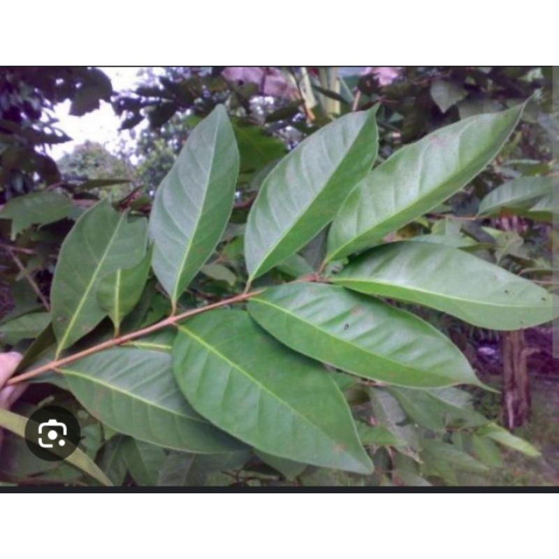 

daun salam segar dan wangi kwalitas terbaik