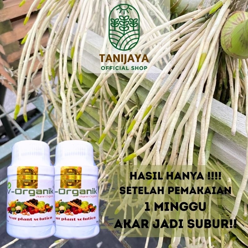 Pupuk anggrek Pupuk tanaman hias perangsang akar dan bunga Tanaman Hias