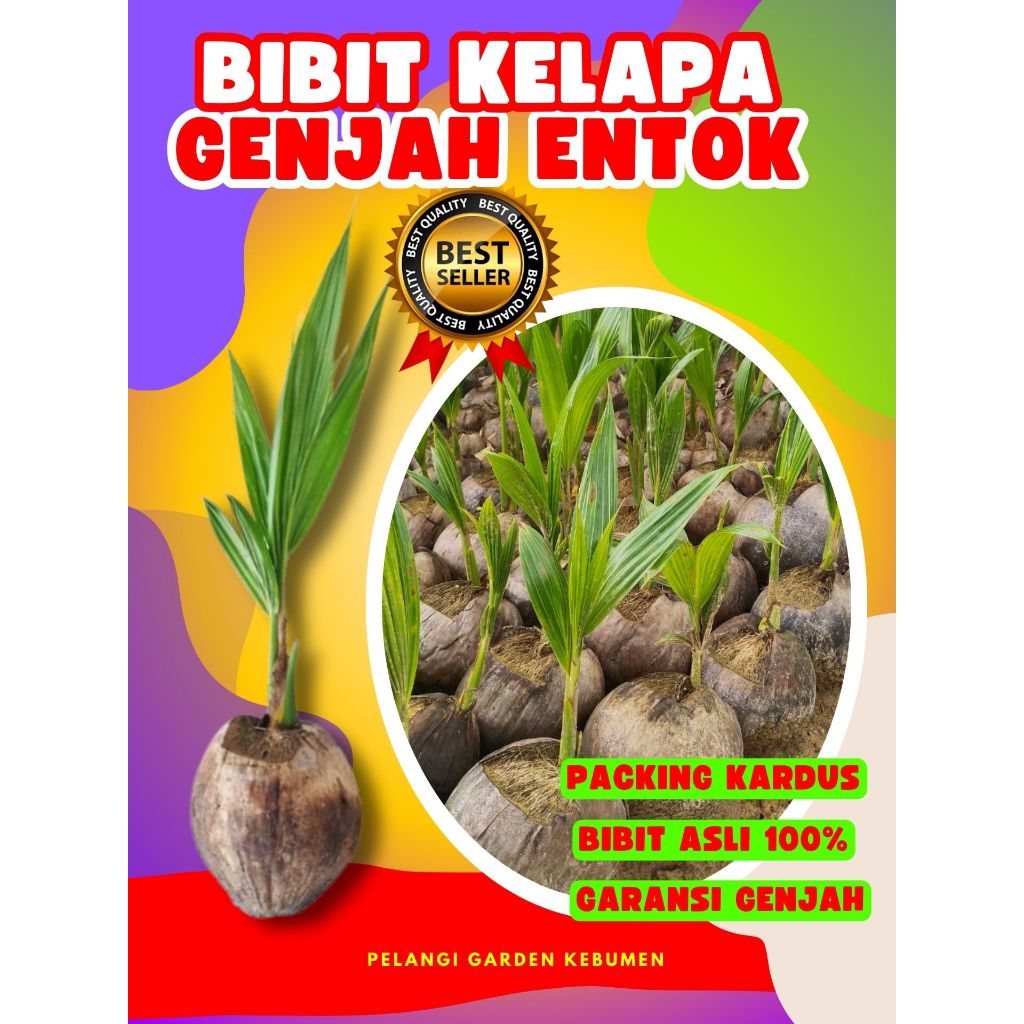 BIBIT UNGGUL..! Benih Kelapa Entok Anak, Benih Kelapa Entok Kecil, Benih Kelapa Gajah Entok