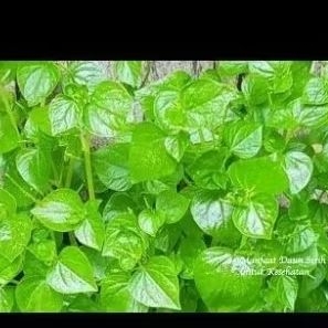 obat herbal daun sirih cina kering