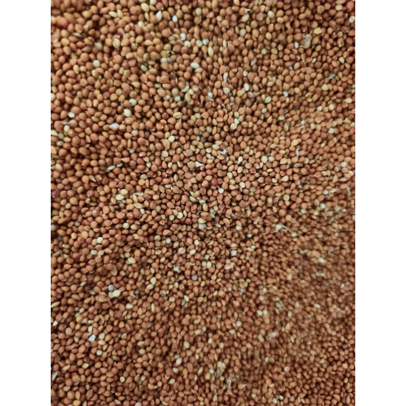 

Biji jewawut atau utek