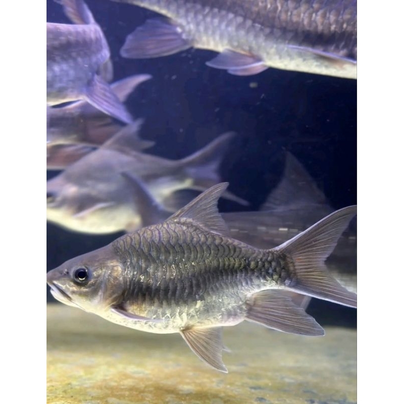 ikan masher(Dewa) SB