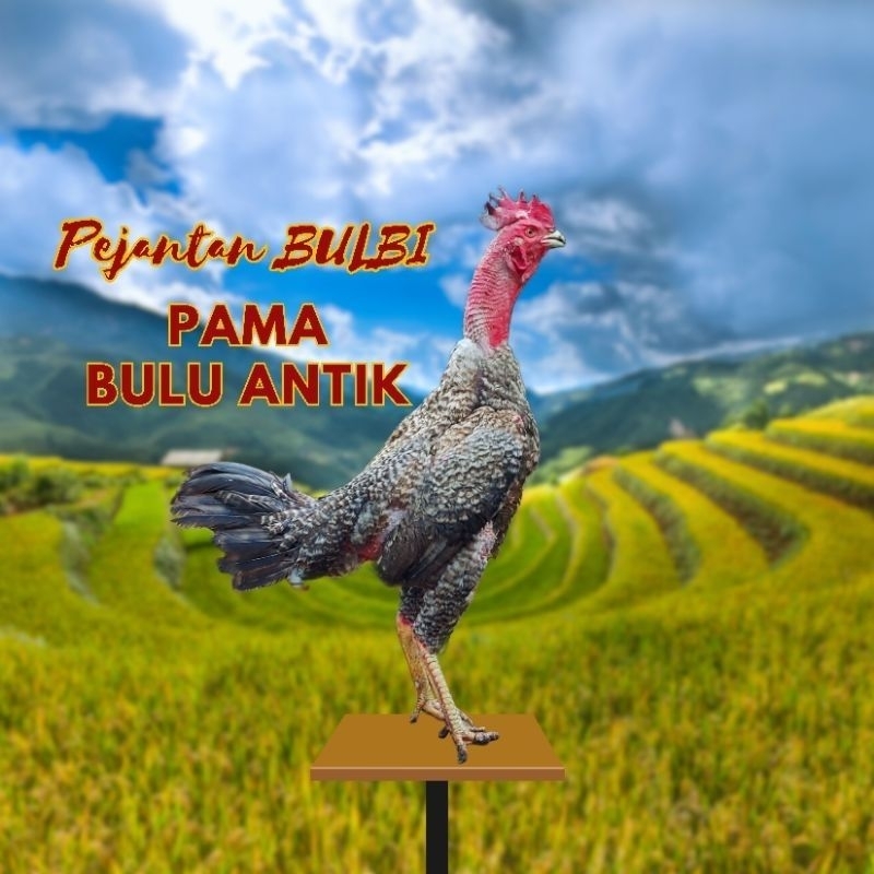 

Telur Tetas Ayam Bulbi Pama Bulu Antik Fertil siap untuk ditetaskan